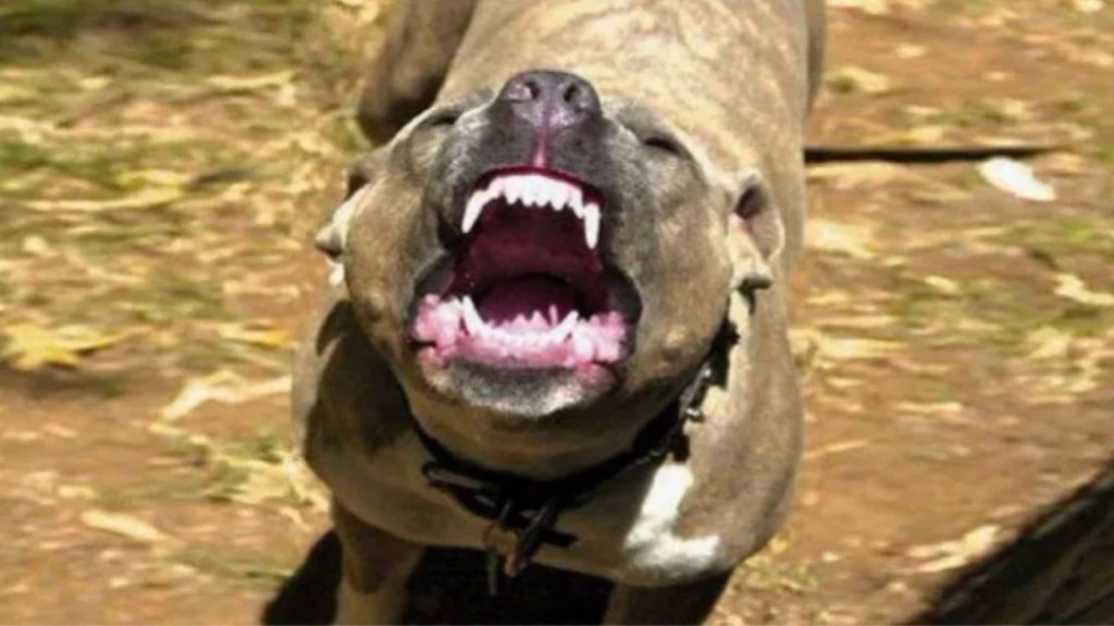 #HORROR | UN PITBULL ATACÓ A UNA BEBÉ DE 7 MESES, LE PERFORÓ UN PULMÓN Y ESTÁ&nbsp;GRAVE