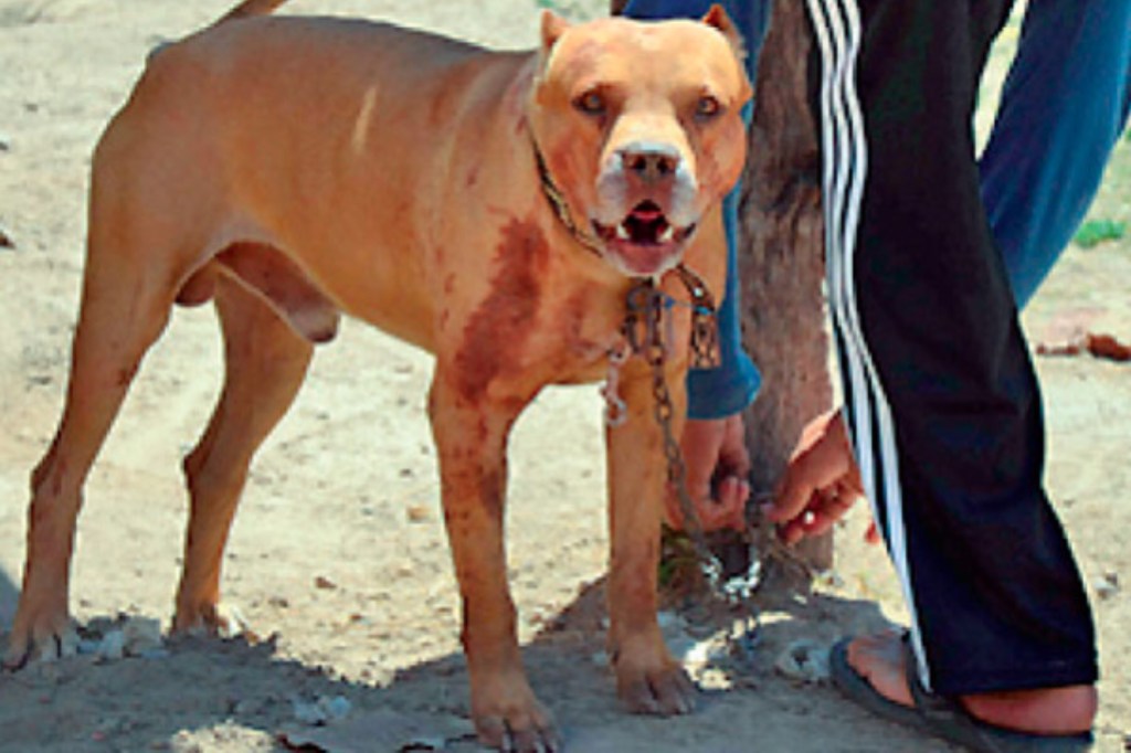 #HORROR | UNA NENA DE SIETE AÑOS FUE MORDIDA EN LA CARA POR UN&nbsp;PITBULL