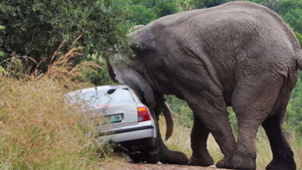 #TRAGEDIA | UNA MANADA DE ELEFANTES MATÓ A CINCO PERSONAS EN UN&nbsp;MES