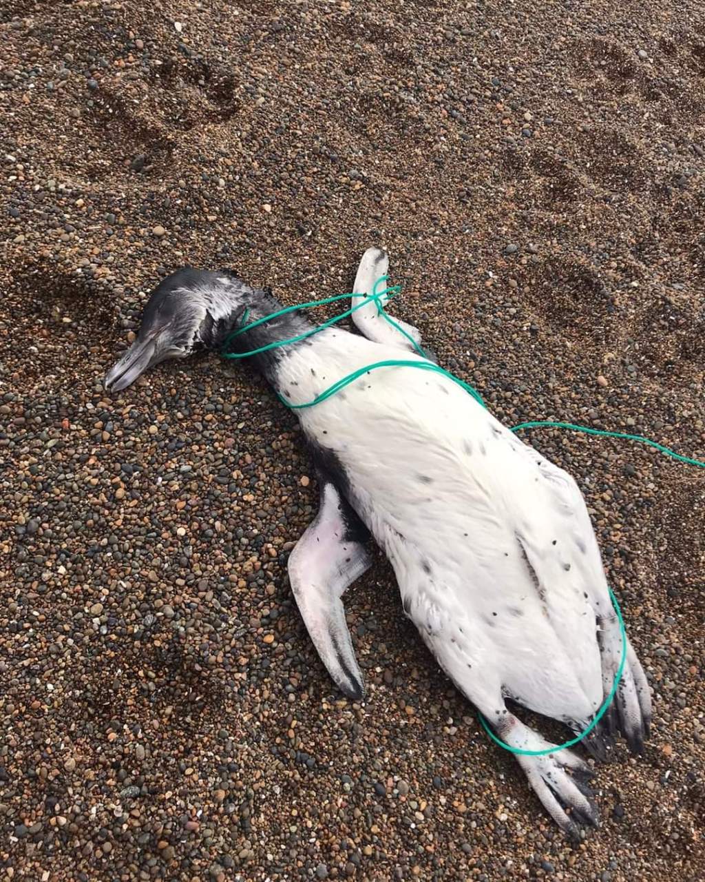#CONCIENCIA | PINGÜINOS MUERTOS EN LA COSTA DE PLAYA&nbsp;UNIÓN