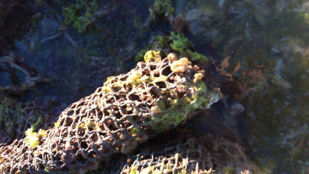 #CHUBUT | EXITOSO PROYECTO DE&nbsp;MARICULTURA