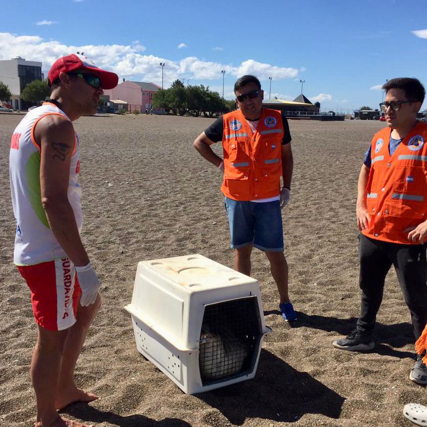 #RAWSON | RESCATAN UN ELEFANTE MARINO EN PLAYA&nbsp;UNIÓN