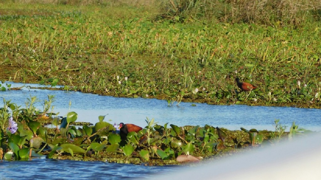 #Humedales | Cómo lograr el manejo sustentable de uno de los ecosistemas más amenazados del&nbsp;planeta