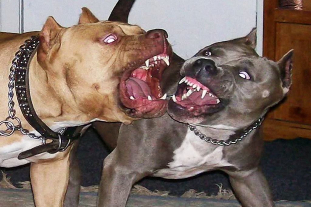#HORROR | MUJER DESFIGURADA Y EN GRAVE ESTADO AL SER ATACADA POR TRES PERROS&nbsp;PITBULL