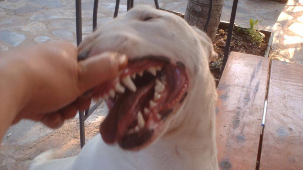 #HORROR | UN BULL TERRIER MATÓ A UNA BEBÉ DE 17&nbsp;MESES