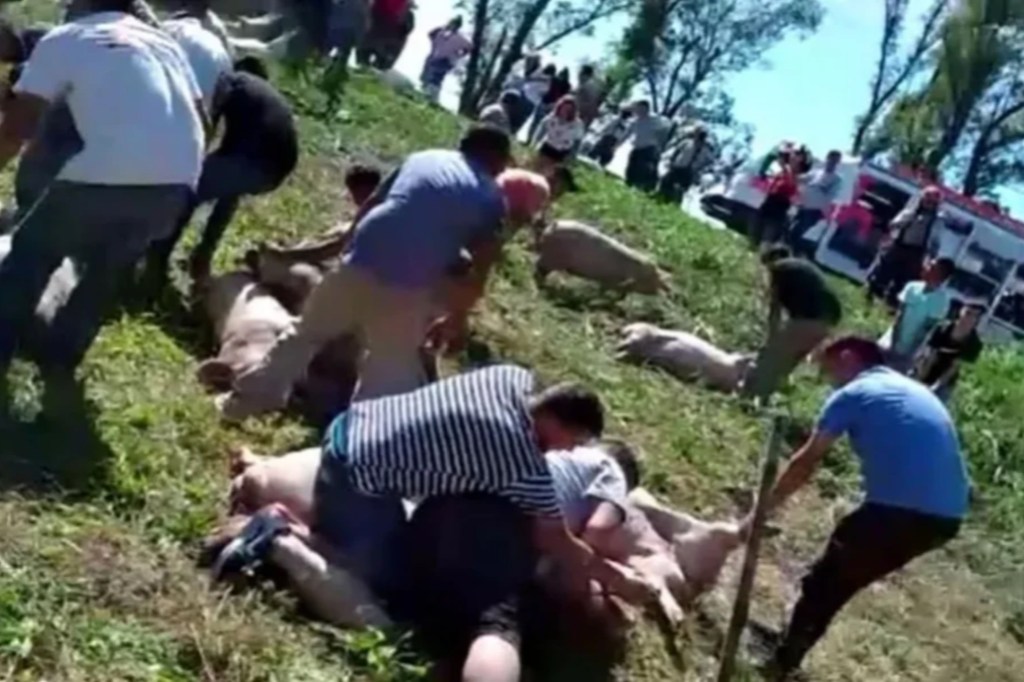 #INCREÍBLE | VOLCÓ UN CAMIÓN CARGADO DE CERDOS VIVOS Y LOS VECINOS LOS FAENARON EN LA&nbsp;RUTA