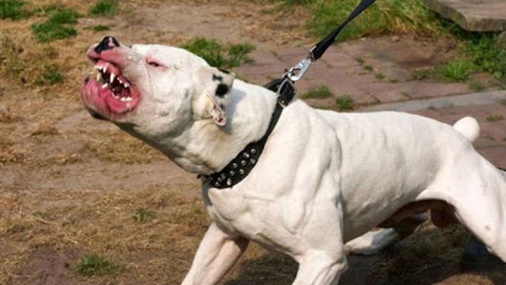 #TERRIBLE | UN BEBÉ DE DOS AÑOS GRAVEMENETE HERIDO AL SER MORDIDO EN EL CUELLO POR UN&nbsp;DOGO