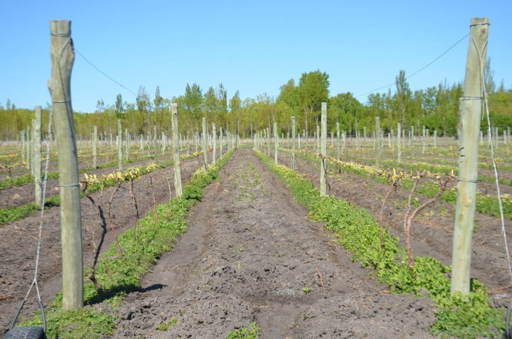 #TRELEW | PROGRAMA PARA LA PRODUCCIÓN&nbsp;VITIVINICOLA
