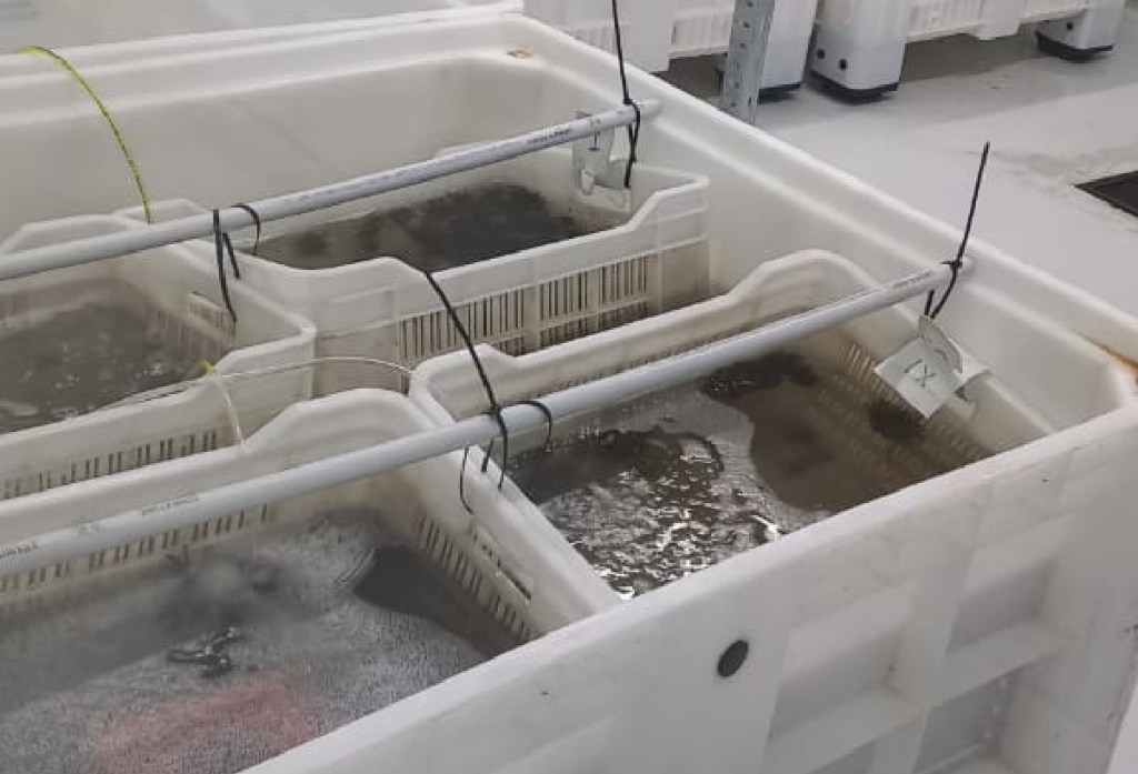 #CHUBUT | Empresa de Madryn se dedica a la acuicultura biotecnológica de erizos de&nbsp;mar