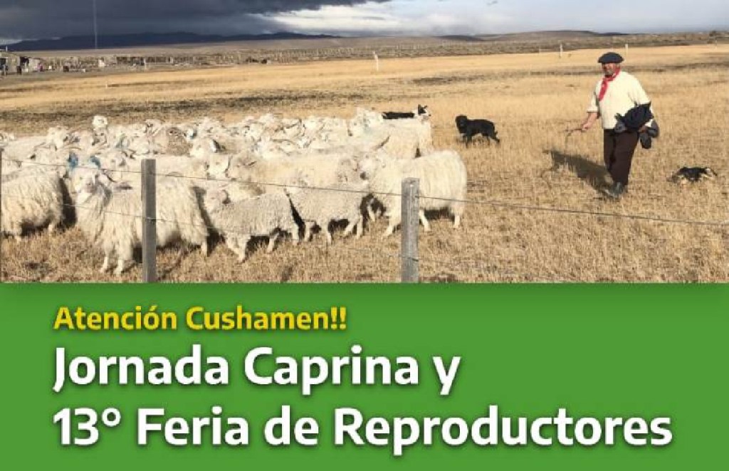 #CHUBUT | Jornada caprina y 13° Feria de Reproductores en&nbsp;Cushamen