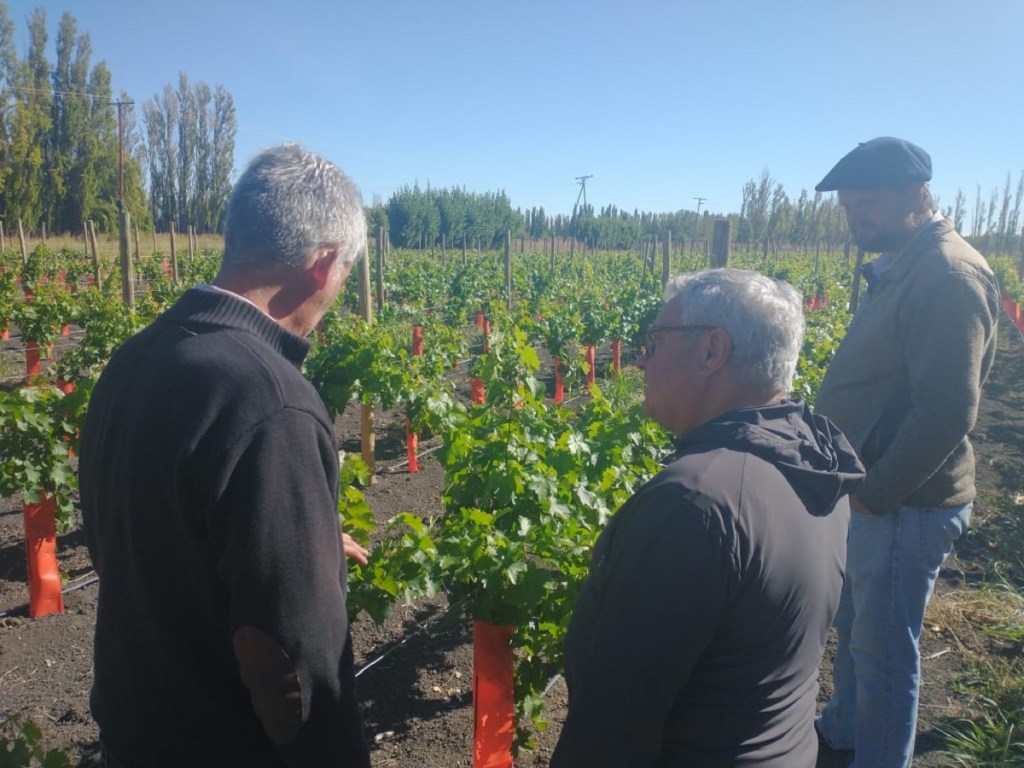 #CHUBUT | Fomenta la producción vitivinícola en&nbsp;Sarmiento