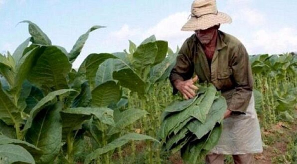 #PAÍS | Misiones estableció un aumento del 50% para el&nbsp;tabaco