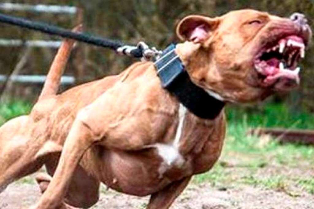 #DRAMÁTICO | MATÓ A PUÑALADAS A UN PITBULL PARA SALVARLE LA VIDA A SU BEBÉ DE UN&nbsp;AÑO