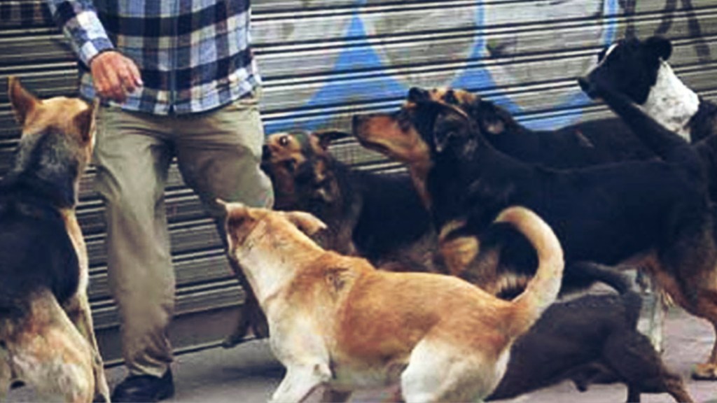 #HORROR | UNA JAURIA DE 15 PERROS CALLEJEROS MATÓ  A MORDIDAS A UN&nbsp;TRABAJADOR