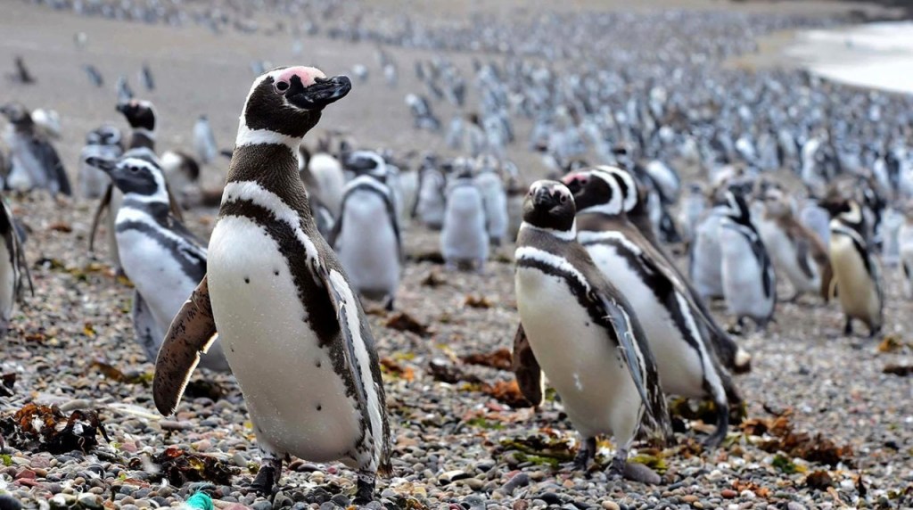 #DATO | Cerca de 100 mil visitantes tuvo hasta el momento Punta&nbsp;Tombo