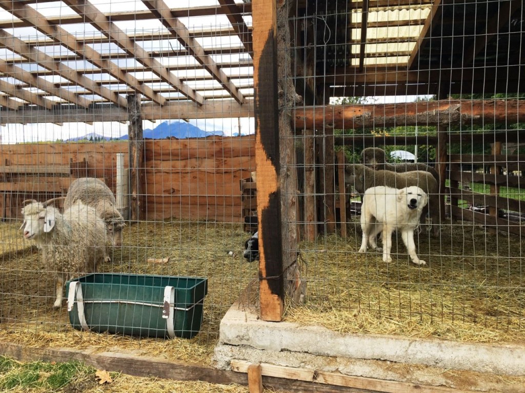 #CHUBUT | Perros protectores para cuidar la actividad ovina y caprina de la zona de&nbsp;Mártires