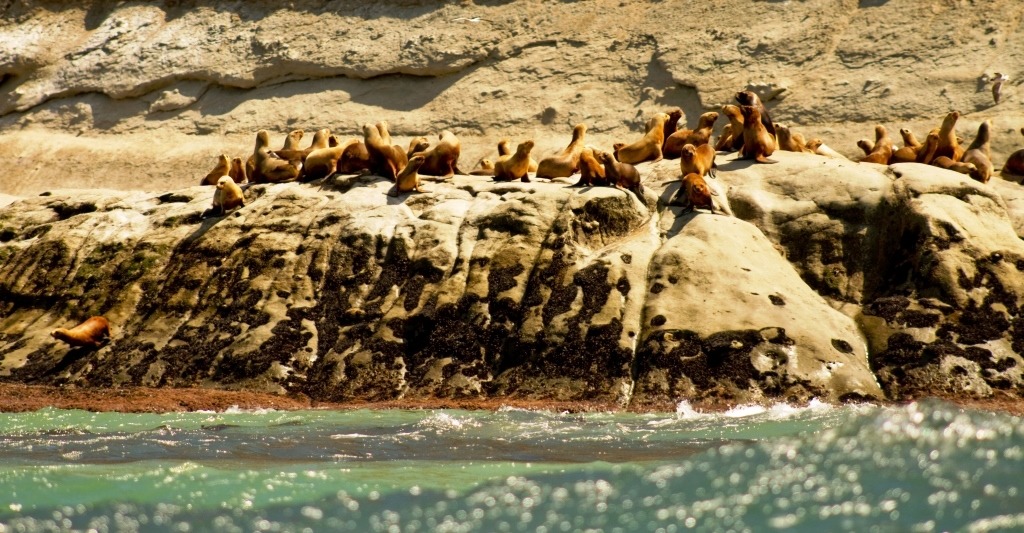 #CHUBUT | Proyecto de Ley para ampliar el Área Natural Protegida Punta&nbsp;Marqués