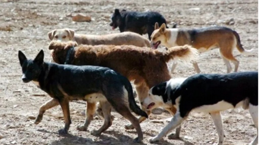 #TERRIBLE | UNA JAURÍA ATACÓ A UNA NENA DE 3 AÑOS, LA MORDIERON EN LA NUCA Y LE ARRANCARON PARTE DEL CUERO&nbsp;CABELLUDO