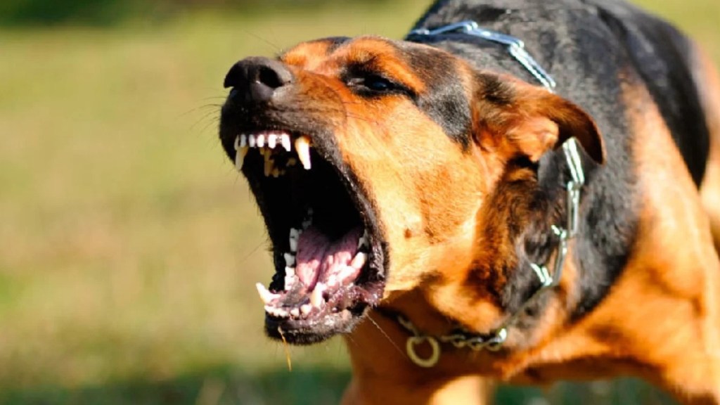 #HORROR | UN BEBÉ DE UN AÑO FUE DESFIGURADO POR SU&nbsp;PERRO