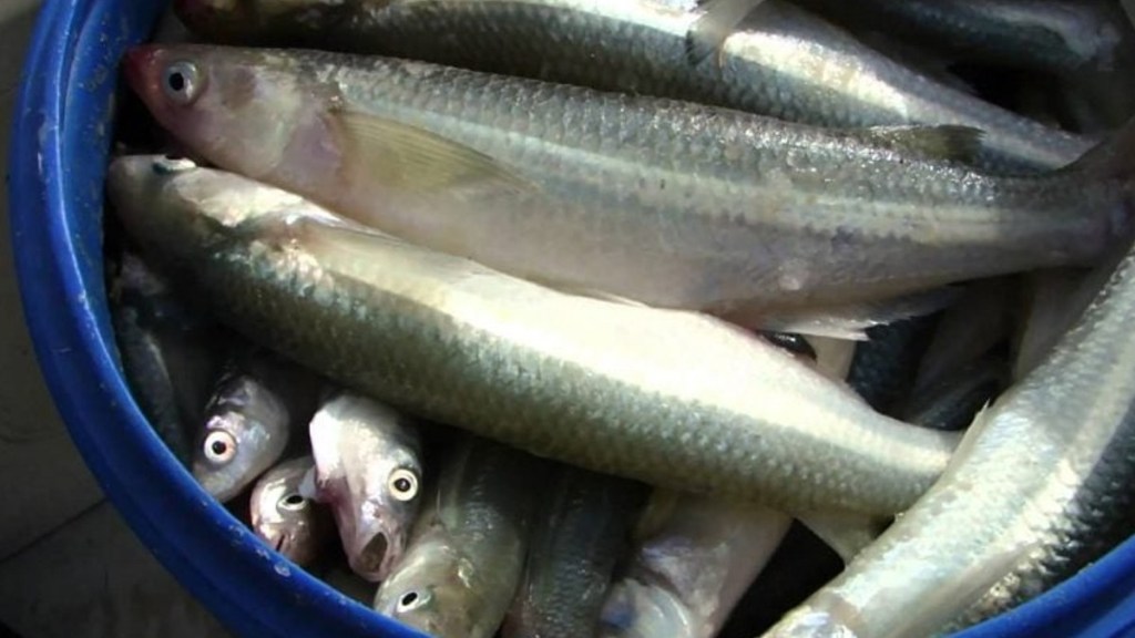 #POLICIALES | FUE A PESCAR CON UN AMIGO, DISCUTIERON POR LA DISTRIBUCIÓN DE LOS PESCADOS Y LO&nbsp;APUÑALÓ