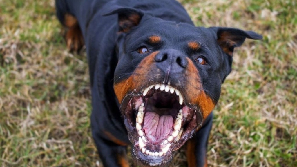 #HORROR | UN ROTTWEILER ATACÓ A SU DUEÑA DE 78 AÑOS Y TUVIERON QUE MATARLO A BALAZOS PARA QUE LA&nbsp;SOLTARA