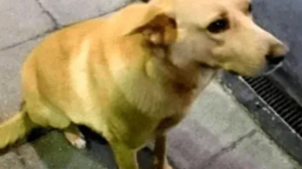Ató a un perro a su camioneta, lo arrastró una cuadra y lo mató: que dijo la&nbsp;Justicia