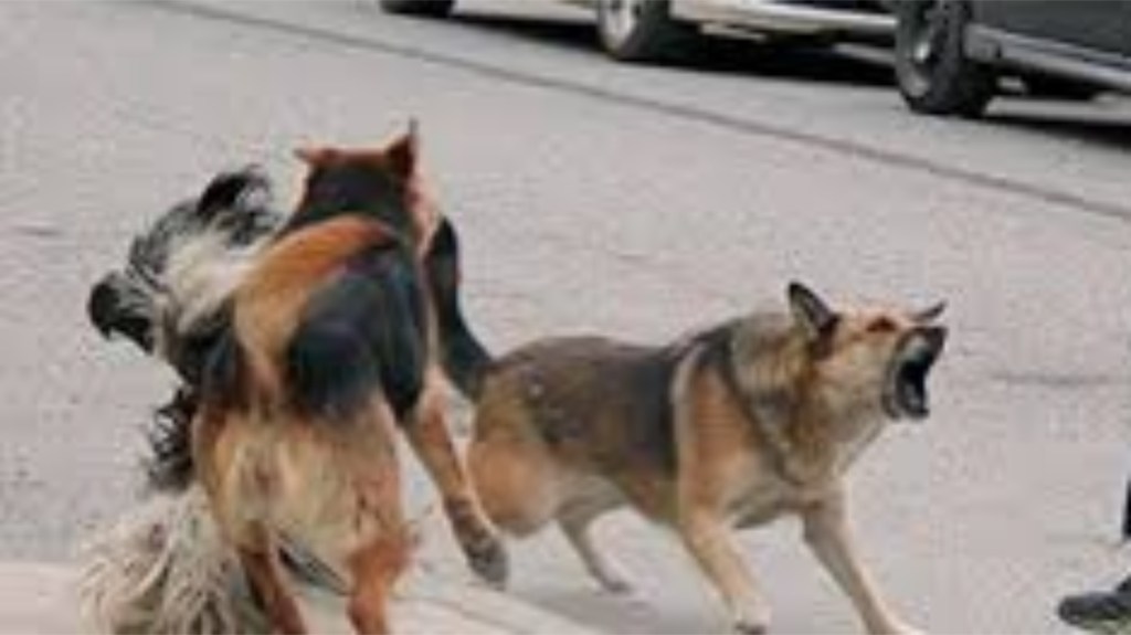 Horror: jauría de perros atacó y mató a un nene de 2&nbsp;años