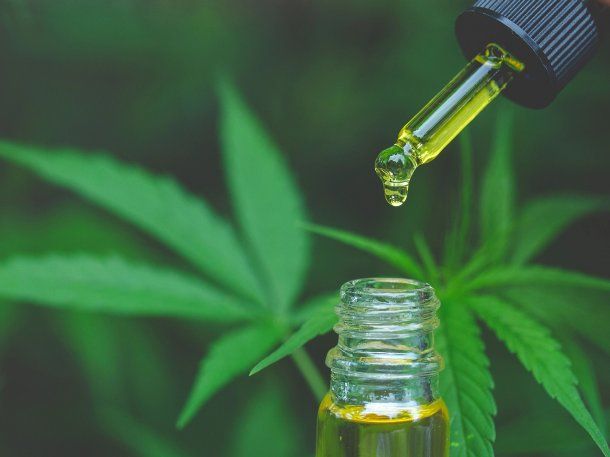 Lanzan la Agencia Nacional de Cannabis para impulsar su uso medicinal e&nbsp;industrial