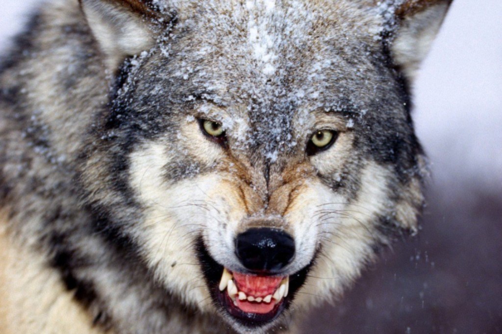 UN NENE QUISO ACARICIAR UN LOBO EN UN ZOOLÓGICO Y EL ANIMAL CASI LE ARRANCA LA MANO DE UNA&nbsp;MORDIDA