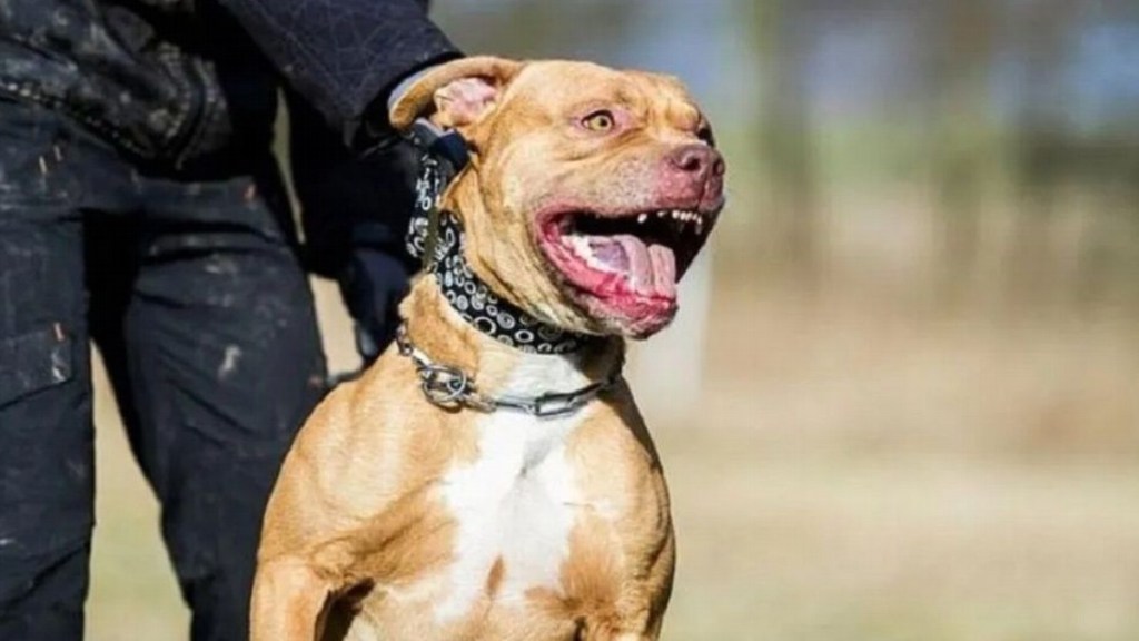Un pitbull atacó a un nene de 4 años y lo&nbsp;desfiguró