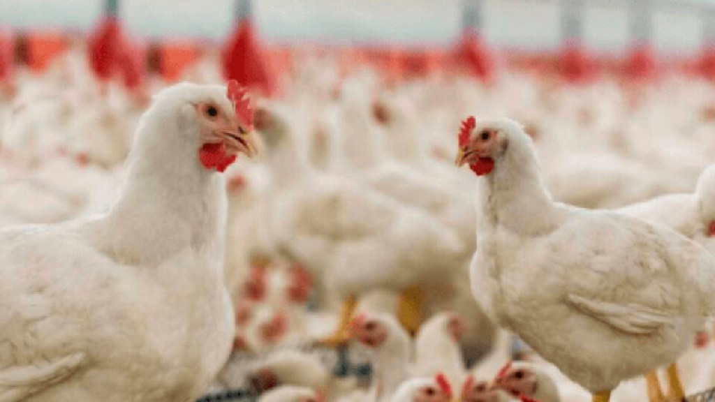 #ALARMA | Francia sacrificó 16 millones de aves por la epidemia de gripe&nbsp;aviar