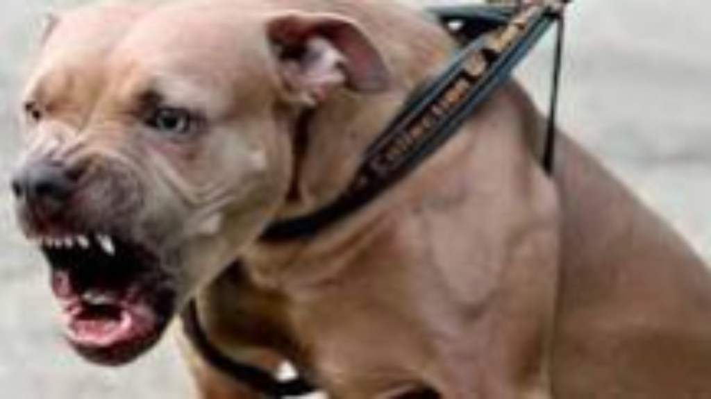 Horror: un pitbull le comió la cara a un nene de 2 años y lo&nbsp;mató