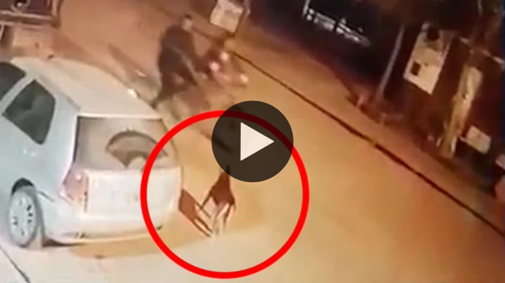 Video: andaba en bicicleta y mató de un tiro a un perro que le&nbsp;ladró