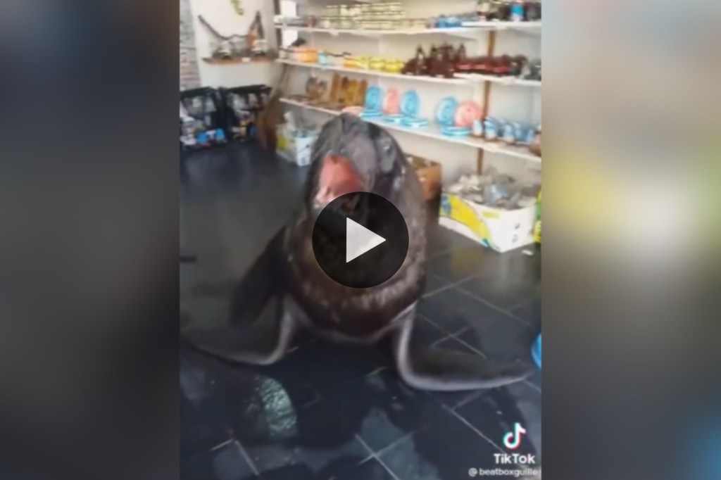 Video: un lobo marino se metió a un negocio en Mar del Plata y se hizo&nbsp;viral