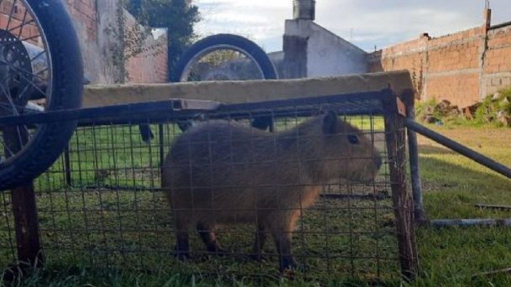 Insólito: jóvenes robaron un carpincho de una reserva&nbsp;natural
