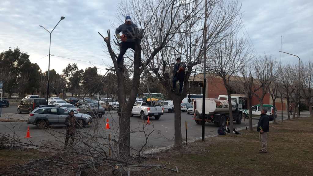 Continúa la campaña de poda en espacios públicos de&nbsp;Trelew