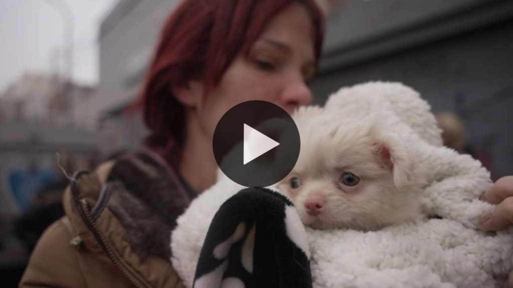 Video: rescataron a mas de 130 chihuahuas y 100 salchichas de criaderos ilegales donde eran maltratados y&nbsp;mutilados