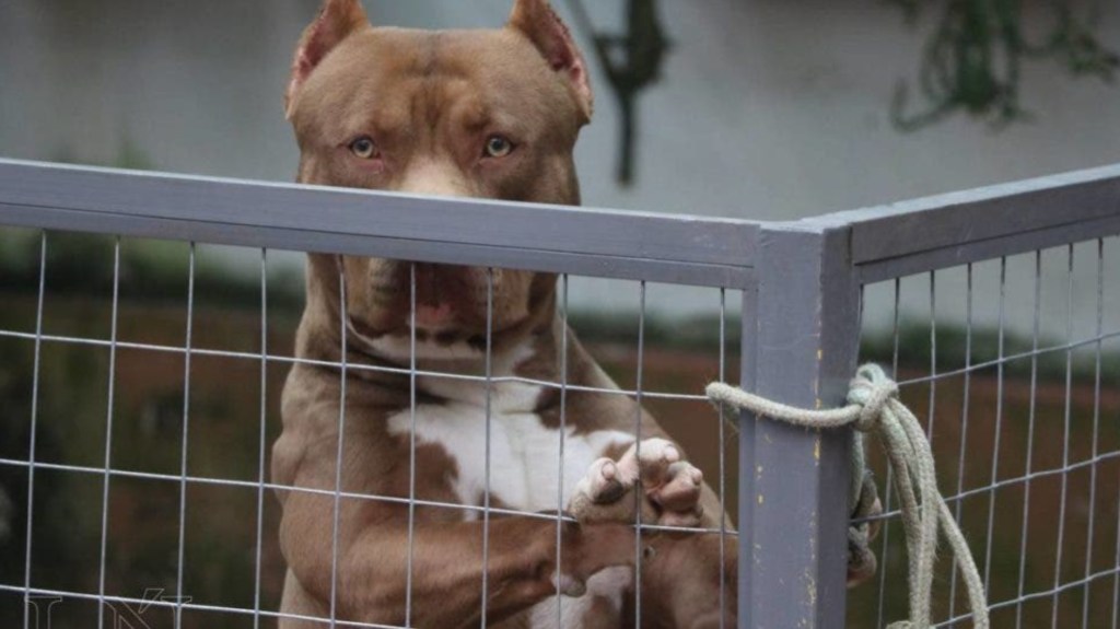 Horror: un pitbull le mató al perro, discutieron con la dueña y la mataron a&nbsp;balazos