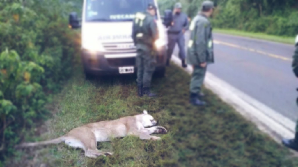 Atropellaron y mataron a un puma en un Parque&nbsp;Nacional