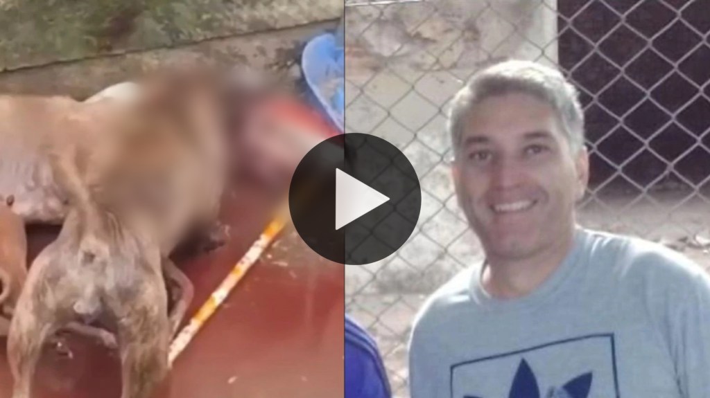 Horror: roba galgos para dárselos de comer a su&nbsp;pitbull