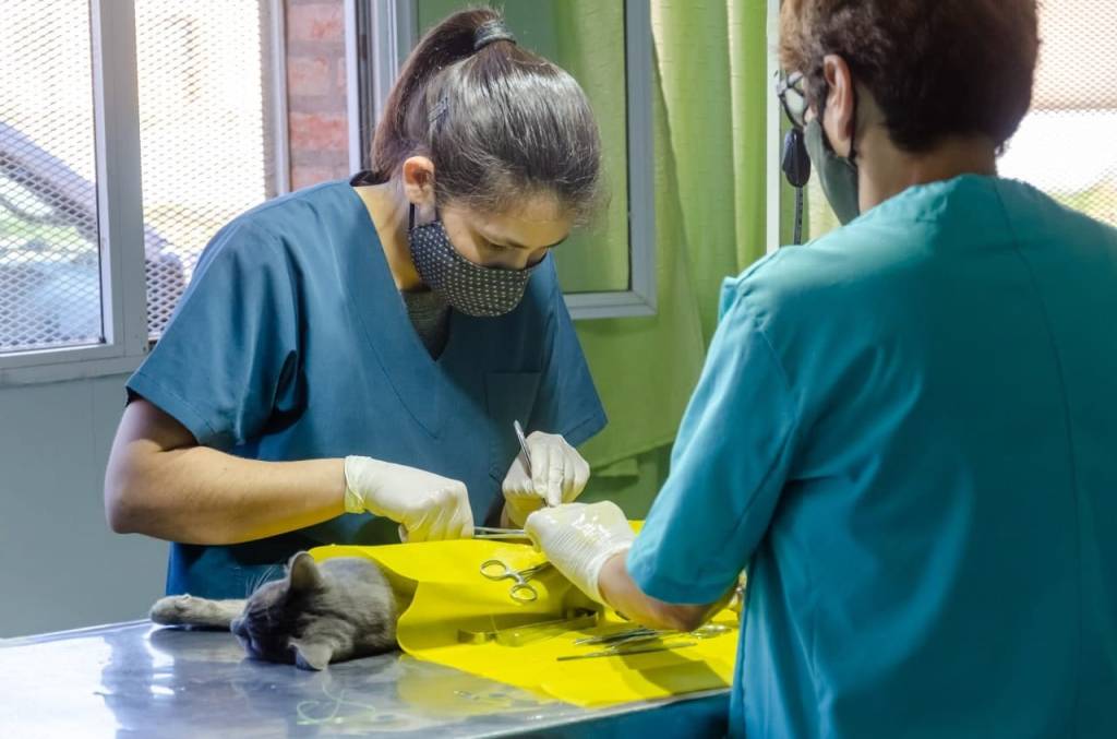 Rawson realiza 40 esterilizaciones semanales en animales&nbsp;domiciliarios