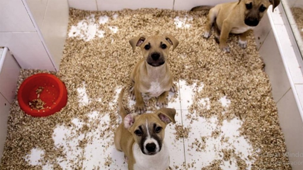 Aprueban una ley para proteger animales de&nbsp;compañía