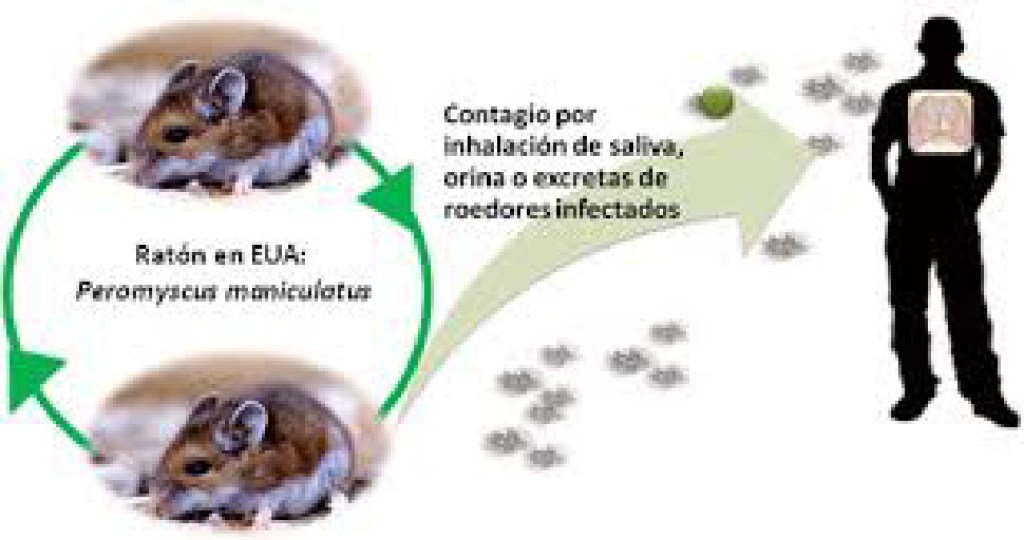 Falleció una niña por Hantavirus en&nbsp;Chubut