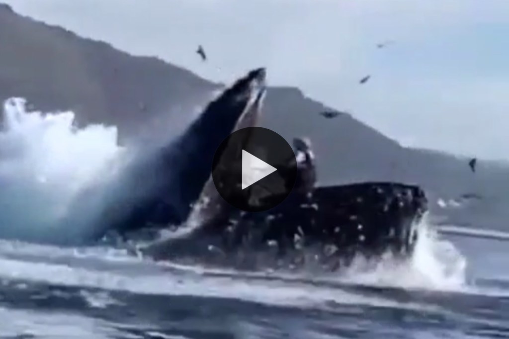 Video: una ballena se tragó a dos mujeres en&nbsp;kayak