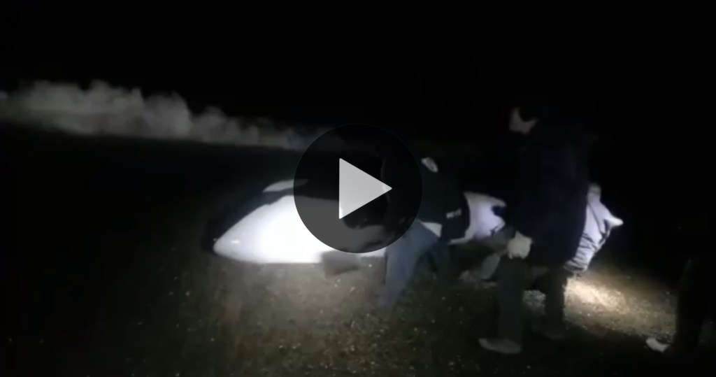Video: un cachorro de orca murió varado en Cabo&nbsp;Raso