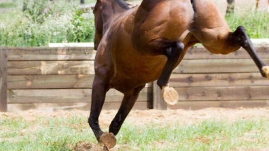 Un nene de 2 años fue pateado por un caballo y se encuentra en grave&nbsp;estado
