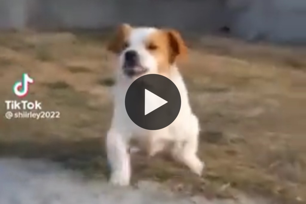 Perrito viral se enoja cuando le cantan «Bebito Fiu&nbsp;Fiu»