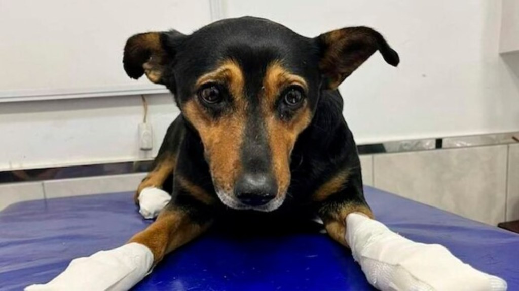 Terror por “el psicópata de los perros”: les arranca las uñas y los tira a un&nbsp;canal