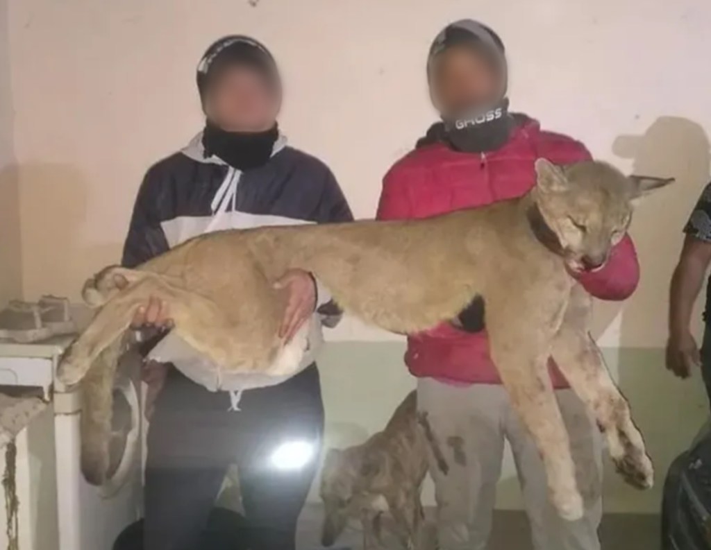 Indignante: mató un puma y lo mostró en su estado de&nbsp;WhatsApp