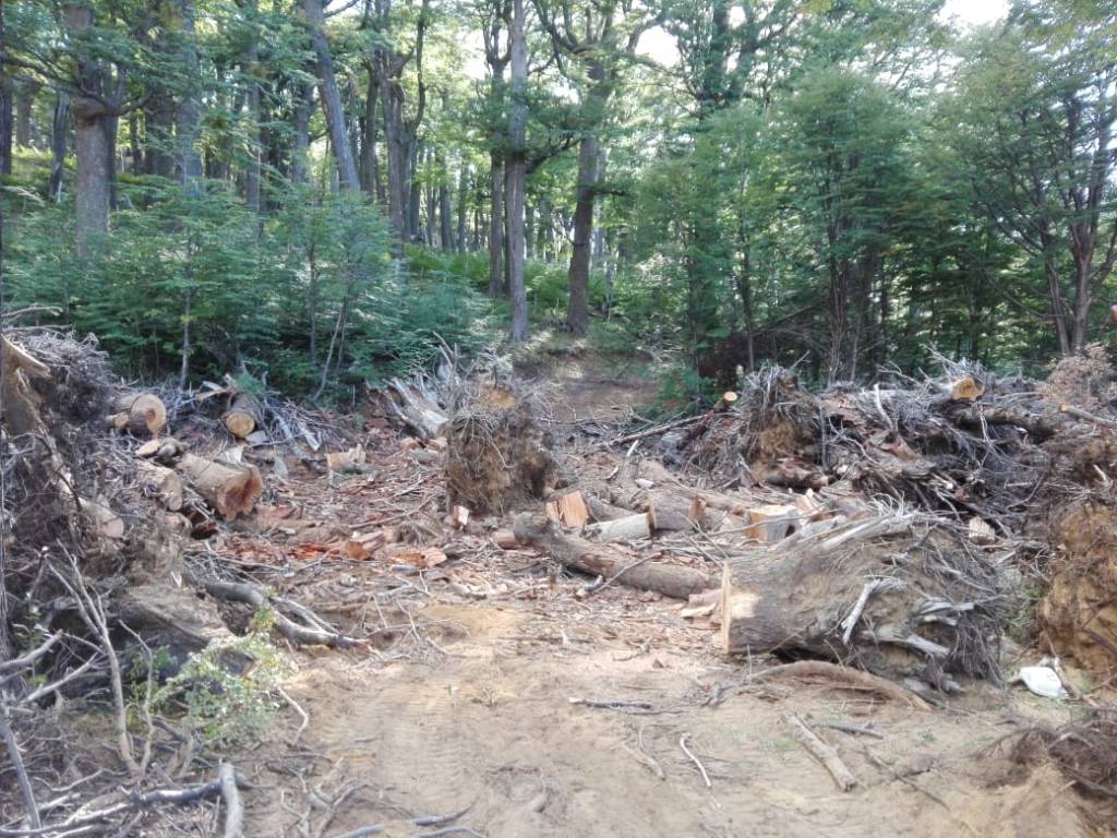 Multa de 36,5 millones de pesos por tala ilegal de un bosque&nbsp;nativo
